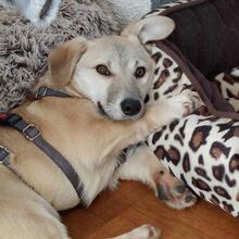 PIRO, Hund, Mischlingshund in Pottenstein - Bild 6