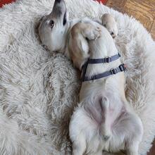 PIRO, Hund, Mischlingshund in Pottenstein - Bild 7