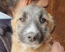 JOHN, Hund, Mischlingshund in Rumänien - Bild 1