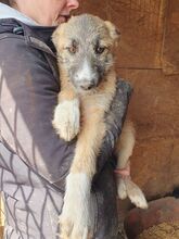 JOHN, Hund, Mischlingshund in Rumänien - Bild 4
