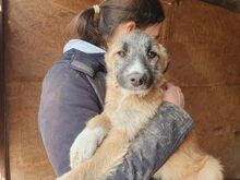 JOHN, Hund, Mischlingshund in Rumänien - Bild 5