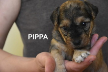 PIPPA, Hund, Mischlingshund in Spanien - Bild 1