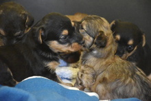 PIPPA, Hund, Mischlingshund in Spanien - Bild 5