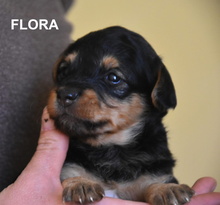 FLORA, Hund, Mischlingshund in Spanien - Bild 1