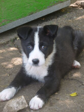 ODET, Hund, Mischlingshund in Bulgarien - Bild 1