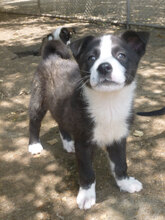 ODET, Hund, Mischlingshund in Bulgarien - Bild 2