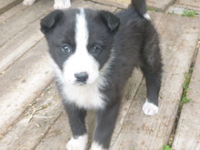 ODET, Hund, Mischlingshund in Bulgarien - Bild 3