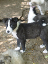 ODET, Hund, Mischlingshund in Bulgarien - Bild 4