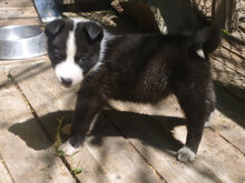 ODET, Hund, Mischlingshund in Bulgarien - Bild 5