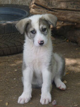 OREO, Hund, Mischlingshund in Bulgarien - Bild 1