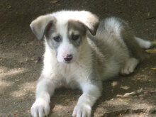 OREO, Hund, Mischlingshund in Bulgarien - Bild 2