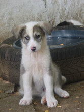 OREO, Hund, Mischlingshund in Bulgarien - Bild 3