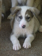 OREO, Hund, Mischlingshund in Bulgarien - Bild 4