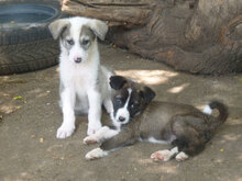 OREO, Hund, Mischlingshund in Bulgarien - Bild 5