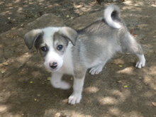 OREO, Hund, Mischlingshund in Bulgarien - Bild 6