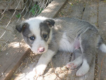 OREO, Hund, Mischlingshund in Bulgarien - Bild 7