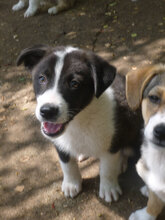 OSCAR, Hund, Mischlingshund in Bulgarien - Bild 1