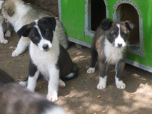 OSCAR, Hund, Mischlingshund in Bulgarien - Bild 2
