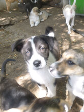OSCAR, Hund, Mischlingshund in Bulgarien - Bild 3