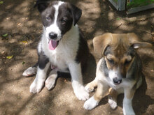 OSCAR, Hund, Mischlingshund in Bulgarien - Bild 4