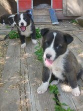 OSCAR, Hund, Mischlingshund in Bulgarien - Bild 5
