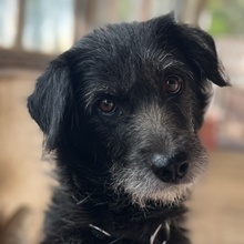 DIPSY, Hund, Mischlingshund in Griechenland - Bild 1