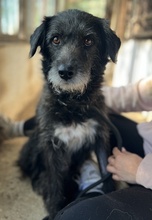 DIPSY, Hund, Mischlingshund in Griechenland - Bild 3
