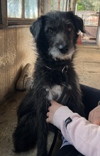 DIPSY, Hund, Mischlingshund in Griechenland - Bild 4