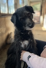 DIPSY, Hund, Mischlingshund in Griechenland - Bild 6
