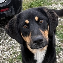 LETTI, Hund, Mischlingshund in Griechenland - Bild 1