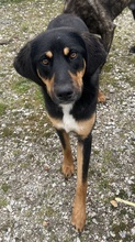 LETTI, Hund, Mischlingshund in Griechenland - Bild 2