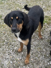 LETTI, Hund, Mischlingshund in Griechenland - Bild 3