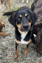 LETTI, Hund, Mischlingshund in Griechenland - Bild 4