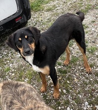 LETTI, Hund, Mischlingshund in Griechenland - Bild 5