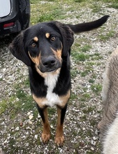 LETTI, Hund, Mischlingshund in Griechenland - Bild 7