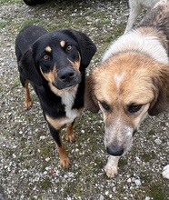 LETTI, Hund, Mischlingshund in Griechenland - Bild 8