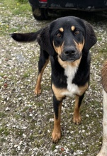 LETTI, Hund, Mischlingshund in Griechenland - Bild 9