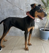 RACHEL, Hund, Mischlingshund in Griechenland - Bild 3