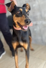 RACHEL, Hund, Mischlingshund in Griechenland - Bild 4