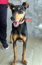 RACHEL, Hund, Mischlingshund in Griechenland - Bild 5