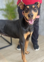 RACHEL, Hund, Mischlingshund in Griechenland - Bild 6