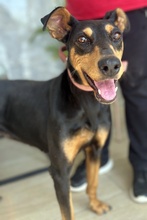 RACHEL, Hund, Mischlingshund in Griechenland - Bild 7
