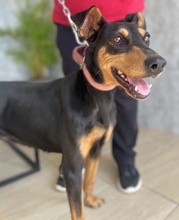 RACHEL, Hund, Mischlingshund in Griechenland - Bild 8