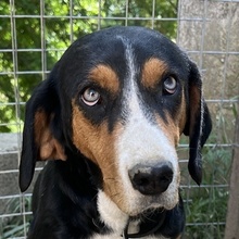 ORANDA, Hund, Mischlingshund in Griechenland - Bild 1