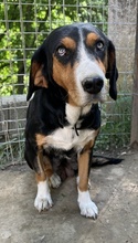 ORANDA, Hund, Mischlingshund in Griechenland - Bild 2