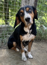 ORANDA, Hund, Mischlingshund in Griechenland - Bild 3