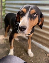 ORANDA, Hund, Mischlingshund in Griechenland - Bild 6