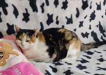 KORI, Katze, Hauskatze in Bulgarien - Bild 1