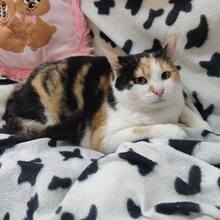 KORI, Katze, Hauskatze in Bulgarien - Bild 2