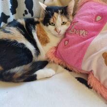 KORI, Katze, Hauskatze in Bulgarien - Bild 3